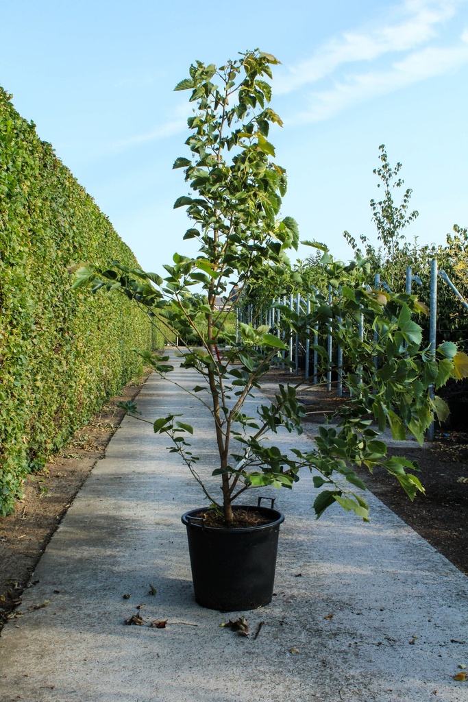 [P] Tilia henryana cont. 70L 200-250 cm