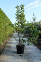 Tilia henryana cont. 70L 200-250 cm