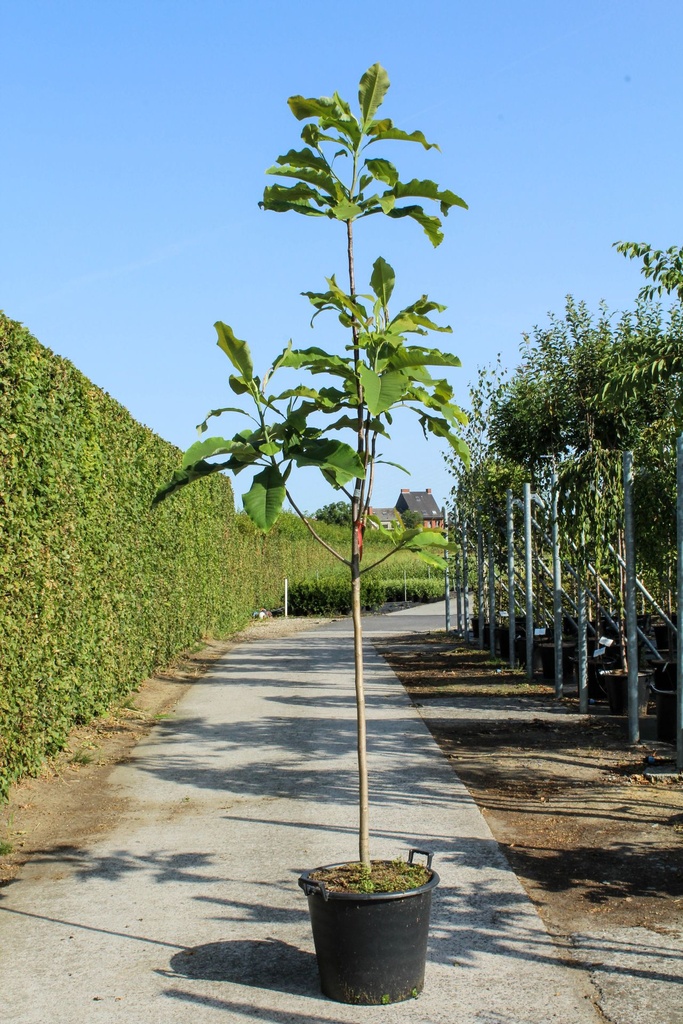 Magnolia tripetala cont. 50L 200-250 cm