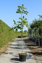 Magnolia tripetala cont. 50L 200-250 cm