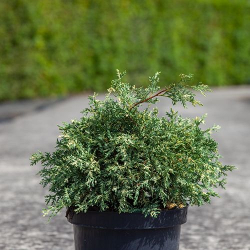 [P] Chamaecyparis lawsoniana 'Pearly Swirls' cont. 7,5L 30-40 cm