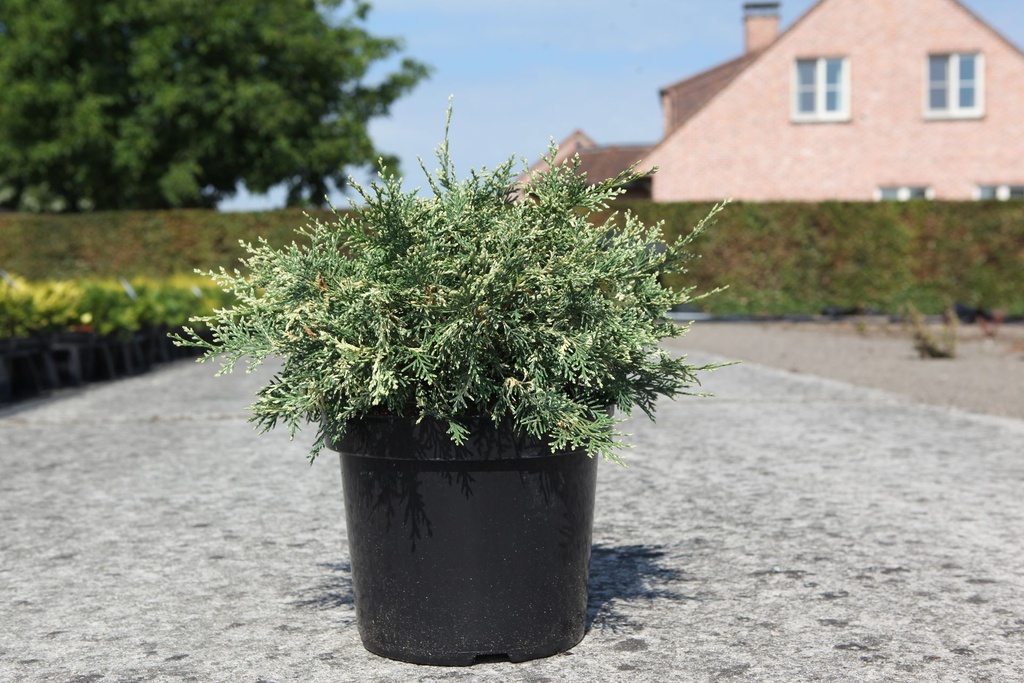 Chamaecyparis lawsoniana 'Pearly Swirls' cont. 7,5L 30-40 cm