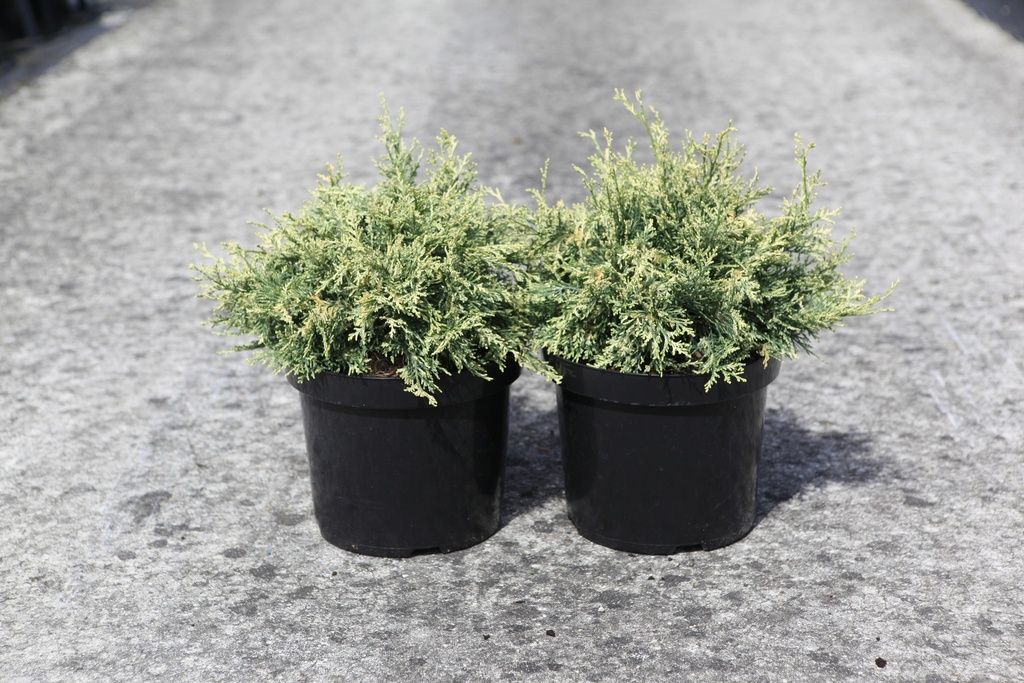 [P] Chamaecyparis lawsoniana 'Pearly Swirls' cont. 7,5L 30-40 cm