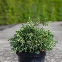 Chamaecyparis lawsoniana 'Pearly Swirls' cont. 7,5L 30-40 cm