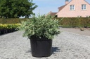 Chamaecyparis lawsoniana 'Pearly Swirls' cont. 7,5L 30-40 cm