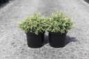 Chamaecyparis lawsoniana 'Pearly Swirls' cont. 7,5L 30-40 cm