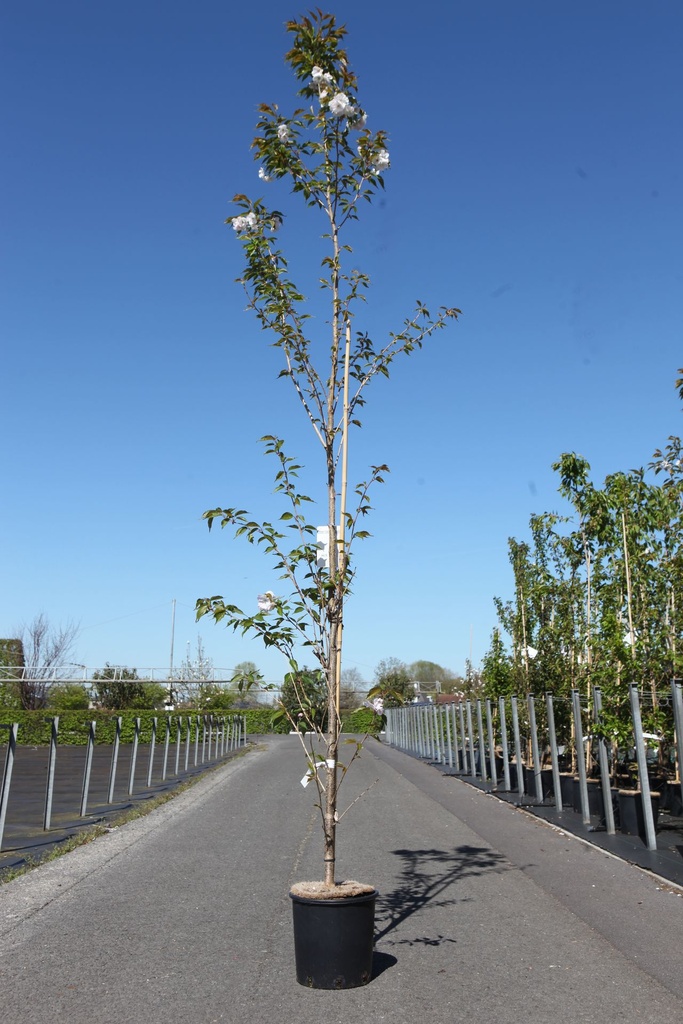 [P] Prunus serrulata 'Sunset Boulevard' cont. 12L 175/+ cm junger Baum +B