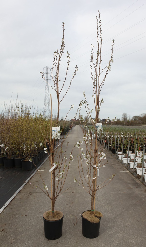 Prunus 'Umineko' cont. 12L 150-175 cm feathered +p