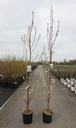 Prunus 'Umineko' cont. 12L 150-175 cm feathered +p