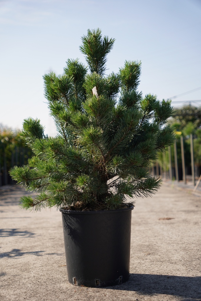 [P] Pinus sylvestris 'Watereri' Kont. 18L 80-100 cm