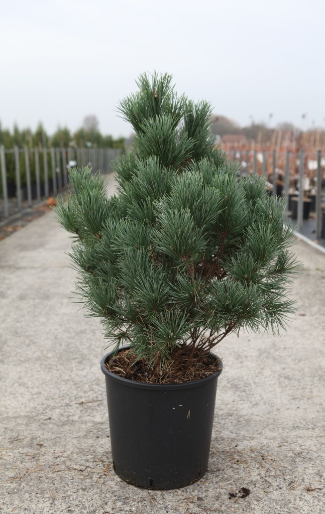 Pinus sylvestris 'Watereri' cont. 18L 80-100 cm