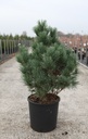 Pinus sylvestris 'Watereri' cont. 18L 80-100 cm