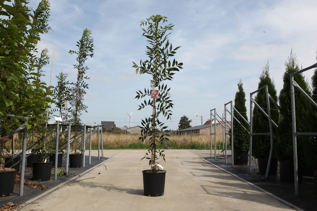 [P] Fraxinus angustifolia 'Raywood' cont. 18L 200-250 cm +ф