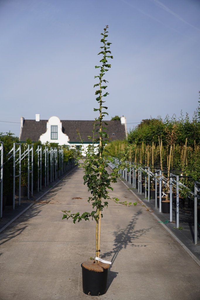 [P] Fraxinus angustifolia 'Raywood' cont. 18L 200-250 cm +B