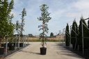 Fraxinus angustifolia 'Raywood' cont. 18L 200-250 cm +B