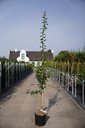 Fraxinus angustifolia 'Raywood' cont. 18L 200-250 cm +p