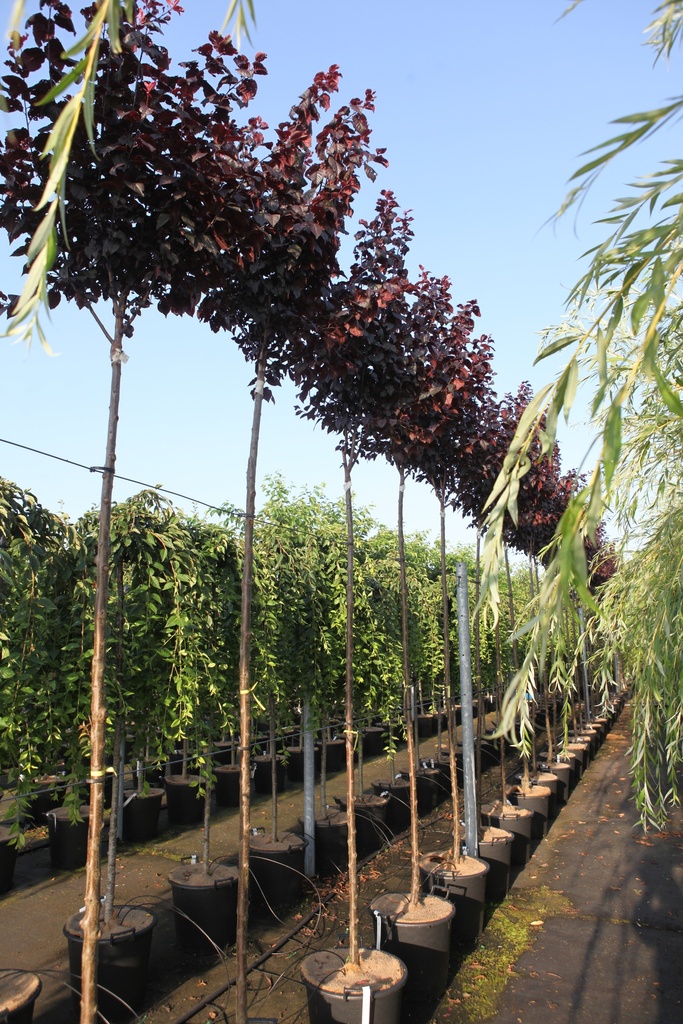 [P] Prunus cerasifera 'Nigra' cont. 35L standard 10-12 +p