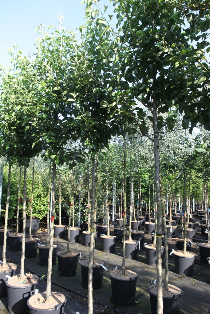 [P] Pyrus calleryana 'Chanticleer' cont. 35L hoogstam 10-12