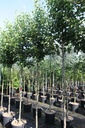 Pyrus calleryana 'Chanticleer' cont. 35L hoogstam 10-12