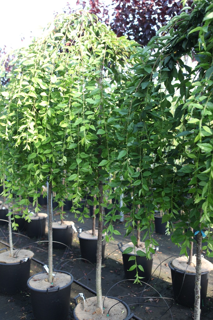 [P] Prunus 'Snow Fountains' cont. 35L standard 8-10