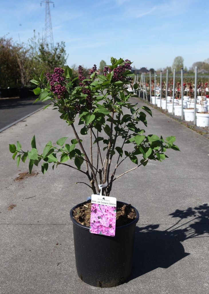 [P] Syringa vulgaris 'Andenken an Ludwig Späth' cont. 12L 5-8 branches +p