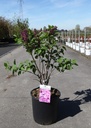 Syringa vulgaris 'Andenken an Ludwig Späth' cont. 12L 5-8 tak +f
