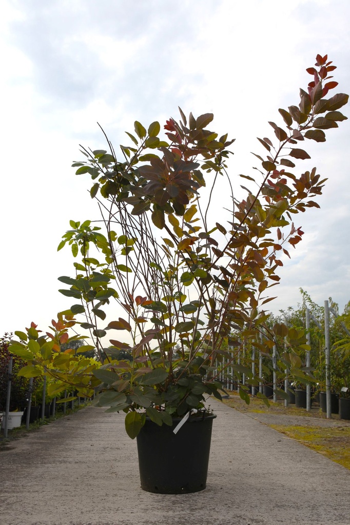 Cotinus 'Grace' cont. 70L 200/+ cm