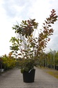 Cotinus 'Grace' cont. 70L 200/+ cm