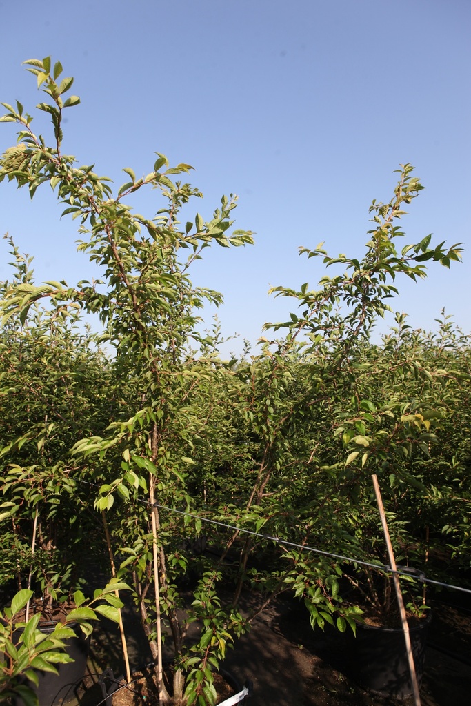 [P] Prunus subhirtella 'Autumnalis Rosea' cont. 70L 200-250 cm cépée