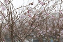 Prunus subhirtella 'Autumnalis Rosea' cont. 70L 200-250 cm multi-stem