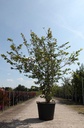 Prunus subhirtella 'Autumnalis Rosea' cont. 70L 200-250 cm multi-stem