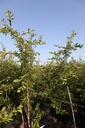 Prunus subhirtella 'Autumnalis Rosea' cont. 70L 200-250 cm multi-stem