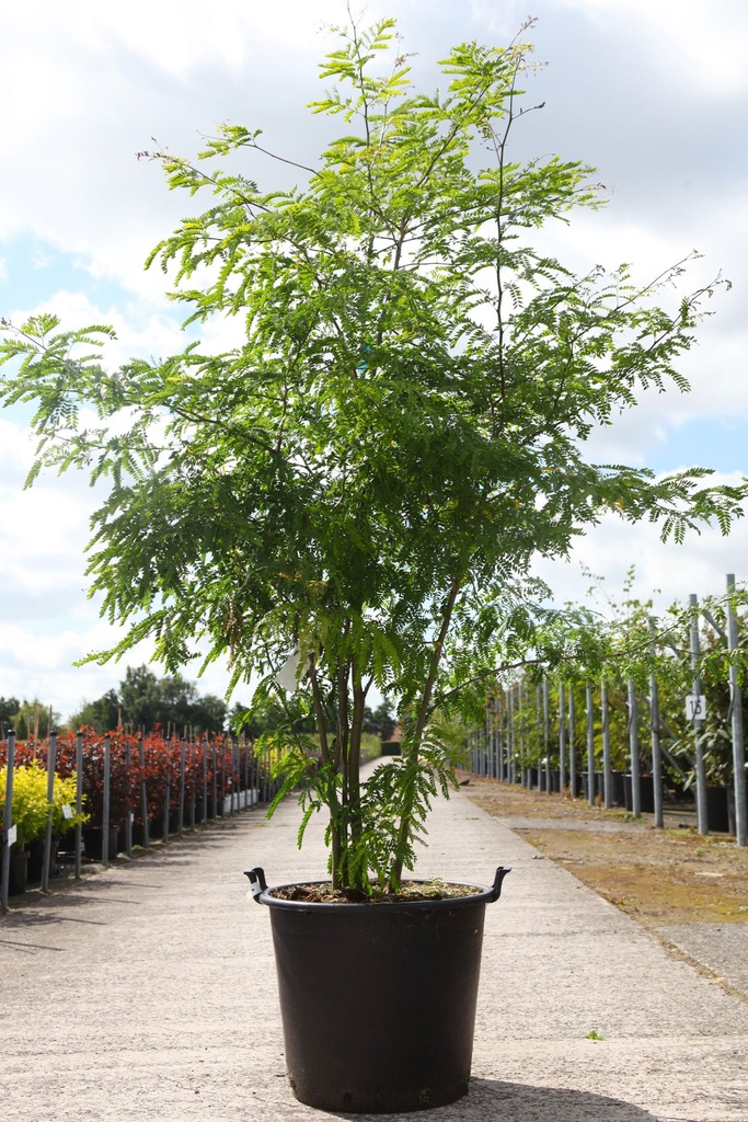 [P] Gleditsia triacanthos inermis cont. 70L 200-250 cm Multistamm