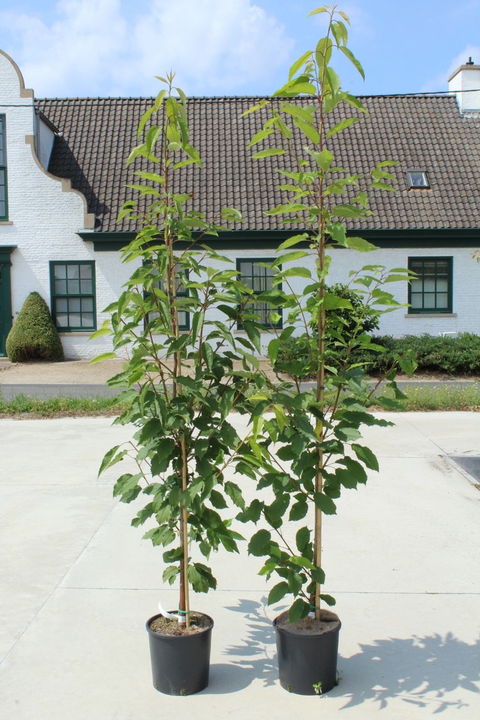 [P] Prunus avium 'Plena' cont. 12L 175-200 cm baliveau +p