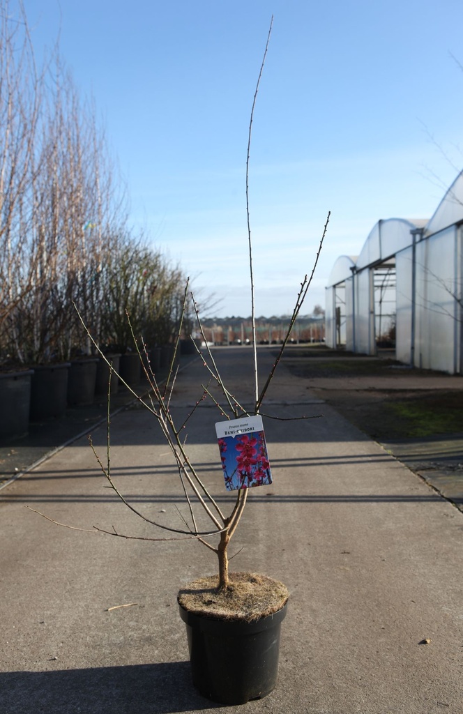 Prunus mume 'Beni-Chidori' cont. 7,5L 80-100 cm +B