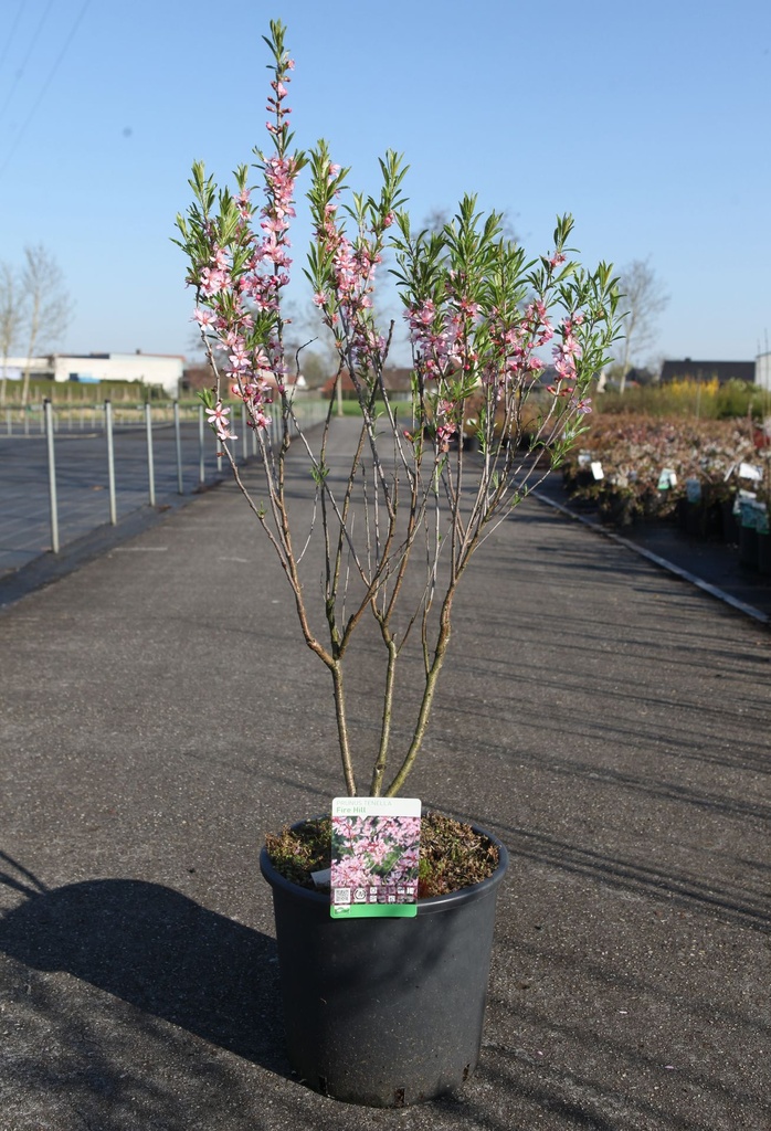 Prunus tenella 'Fire Hill' cont. 15L 125/+ cm +p