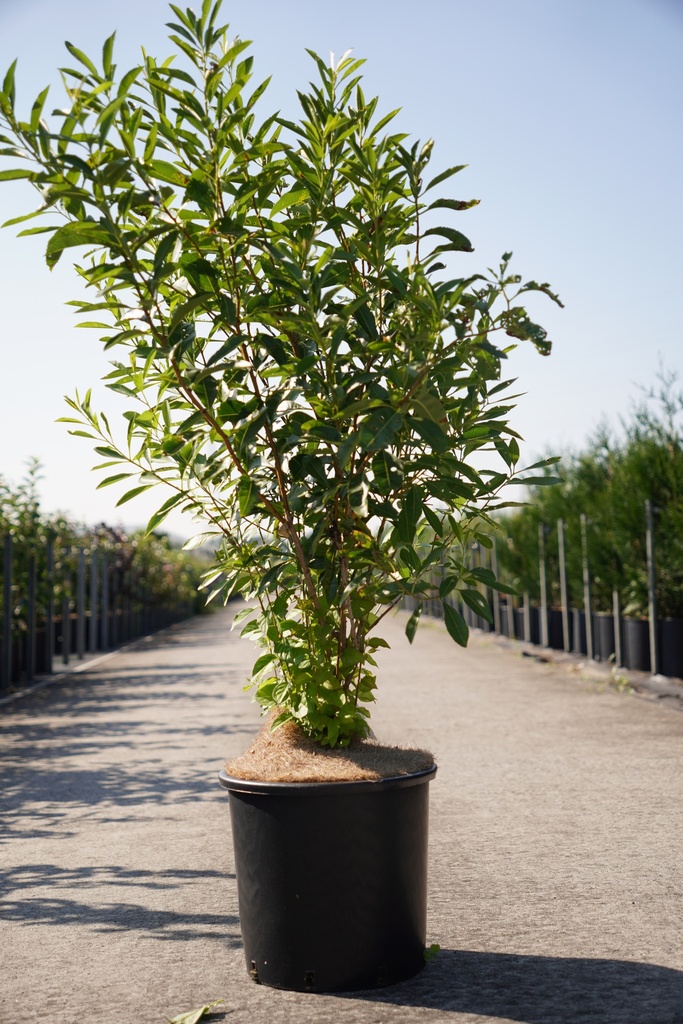[P] Prunus tenella 'Fire Hill' cont. 15L 125/+ cm +p