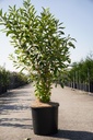Prunus tenella 'Fire Hill' cont. 15L 125/+ cm +f