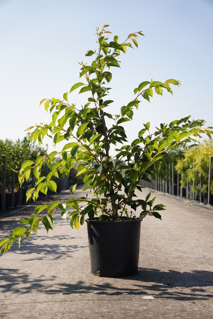 Prunus yedoensis cont. 18L 125-150 cm +p