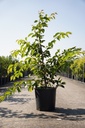 Prunus yedoensis cont. 18L 125-150 cm +B