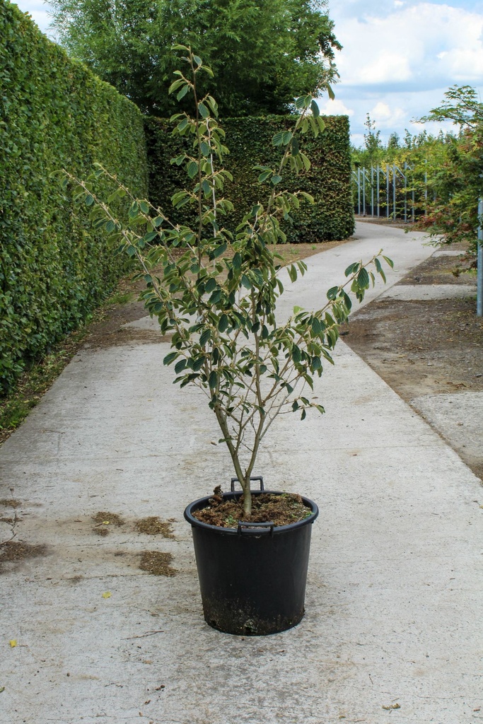 [P] Hamamelis intermedia 'Arnold Promise' cont. 35L 125-150 cm +p