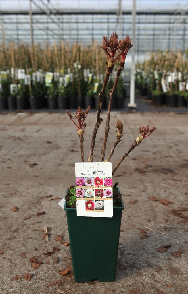 [P] Paeonia rockii 'Hong Lian' cont. 4L high FC (red) +ф