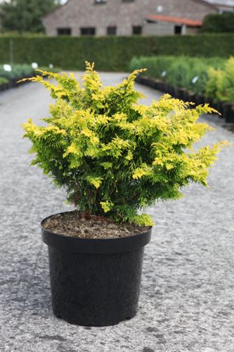 [P] Chamaecyparis obtusa 'Fernspray Gold' cont. 7,5L 40/+ cm