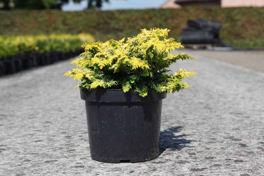 Chamaecyparis obtusa 'Fernspray Gold' cont. 7,5L 40/+ cm
