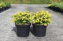 Chamaecyparis obtusa 'Fernspray Gold' cont. 7,5L 40/+ cm