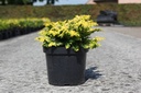 Chamaecyparis obtusa 'Fernspray Gold' cont. 7,5L 40/+ cm