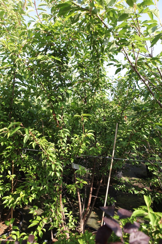 [P] Prunus subhirtella 'Autumnalis' cont. 70L 200-250 cm многоствольный