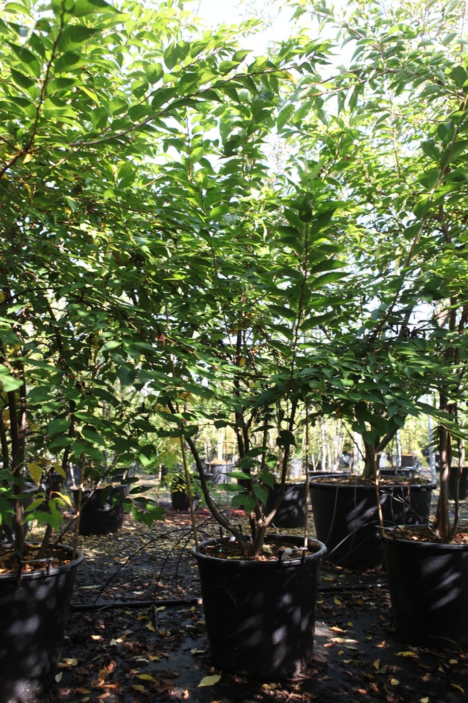 [P] Prunus subhirtella 'Autumnalis' cont. 70L 200-250 cm multi-troncs