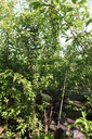 Prunus subhirtella 'Autumnalis' cont. 70L 200-250 cm cépée
