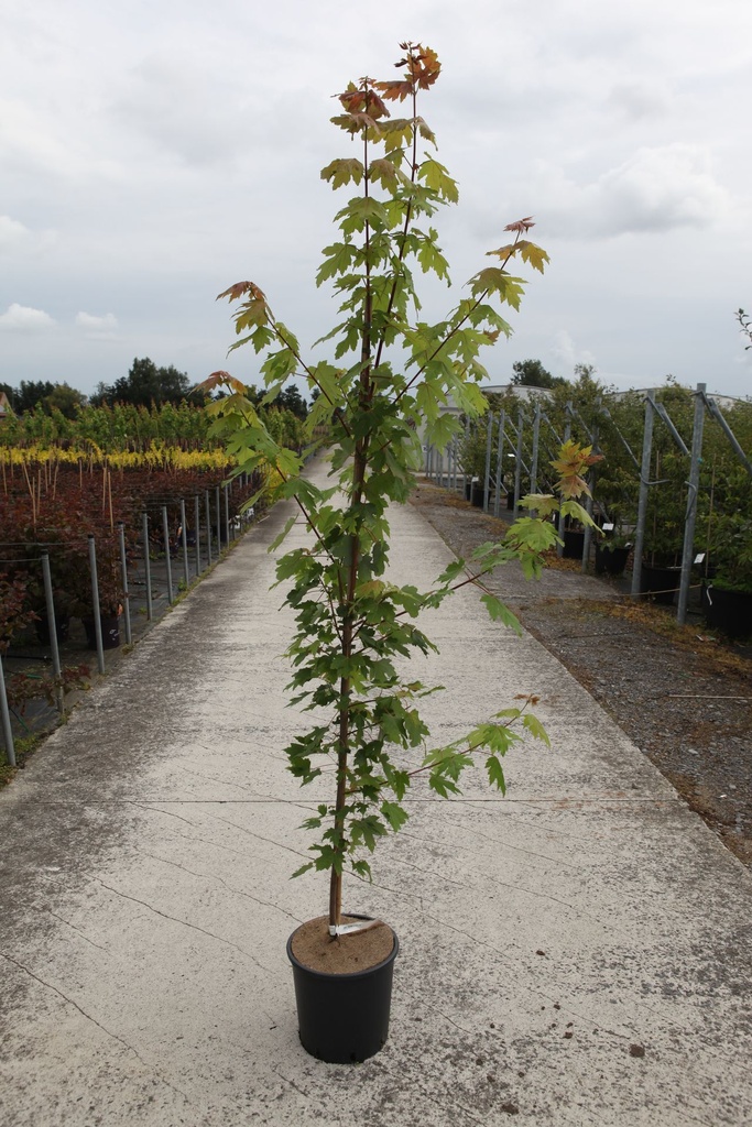 [P] Acer freemanii 'Autumn Blaze®' cont. 12L 250/+ cm +ф